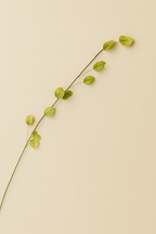 פיזליס פעמונית ירוקה עדינה 93 ס"מ