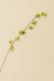 פיזליס פעמונית ירוקה עדינה 93 ס"מ