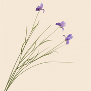 איריס סגול 50 ס"מ