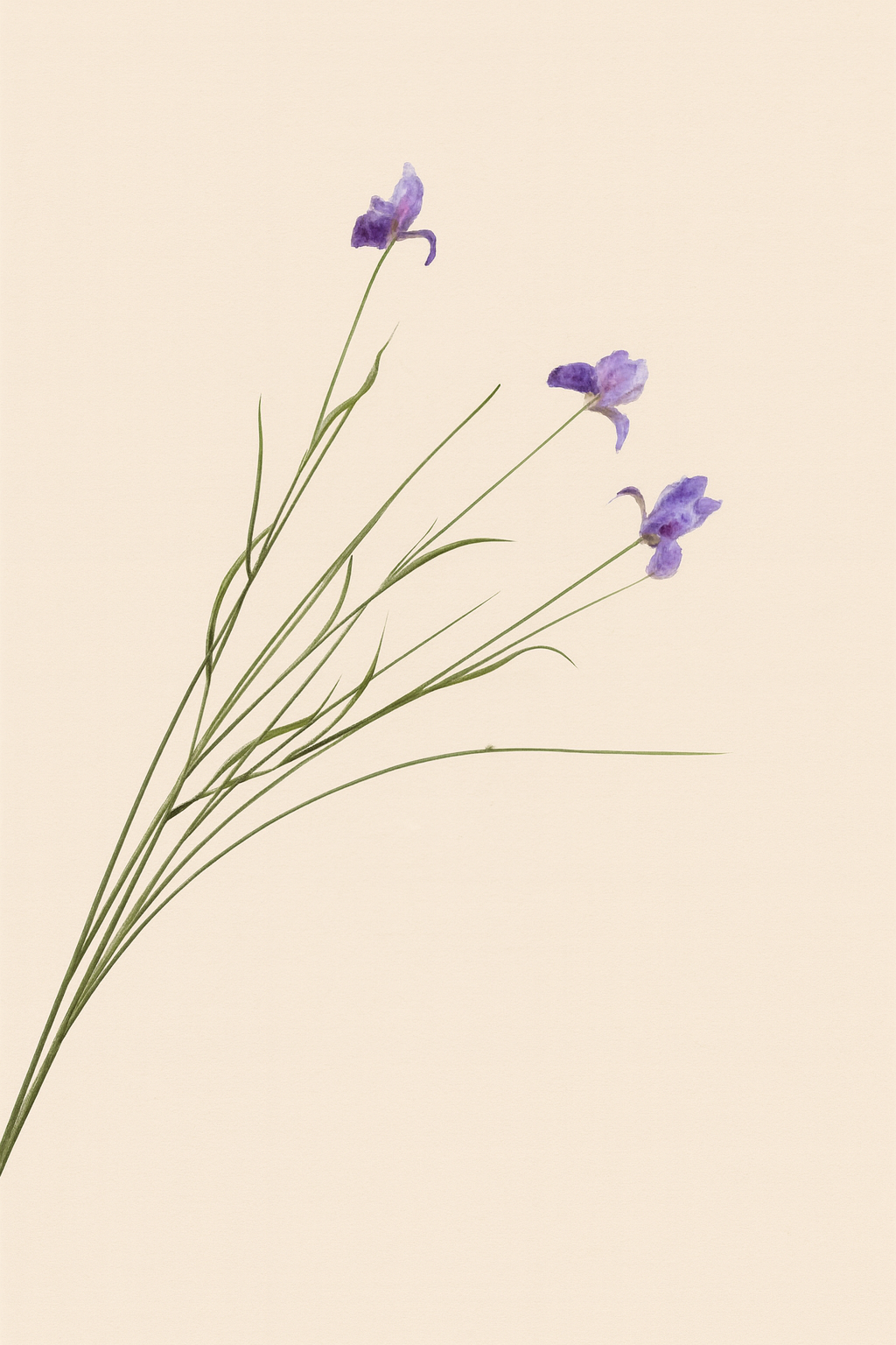 איריס סגול 50 ס"מ