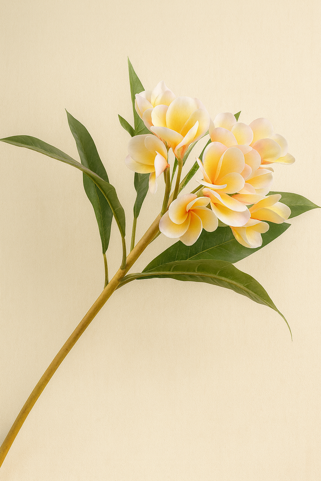 פלומריה פיטנה צהובה 81 ס"מ