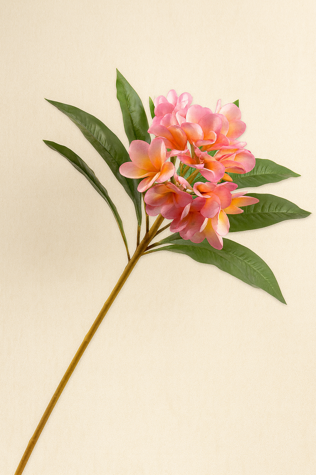 פלומריה פיטנה פוקסיה 81 ס"מ