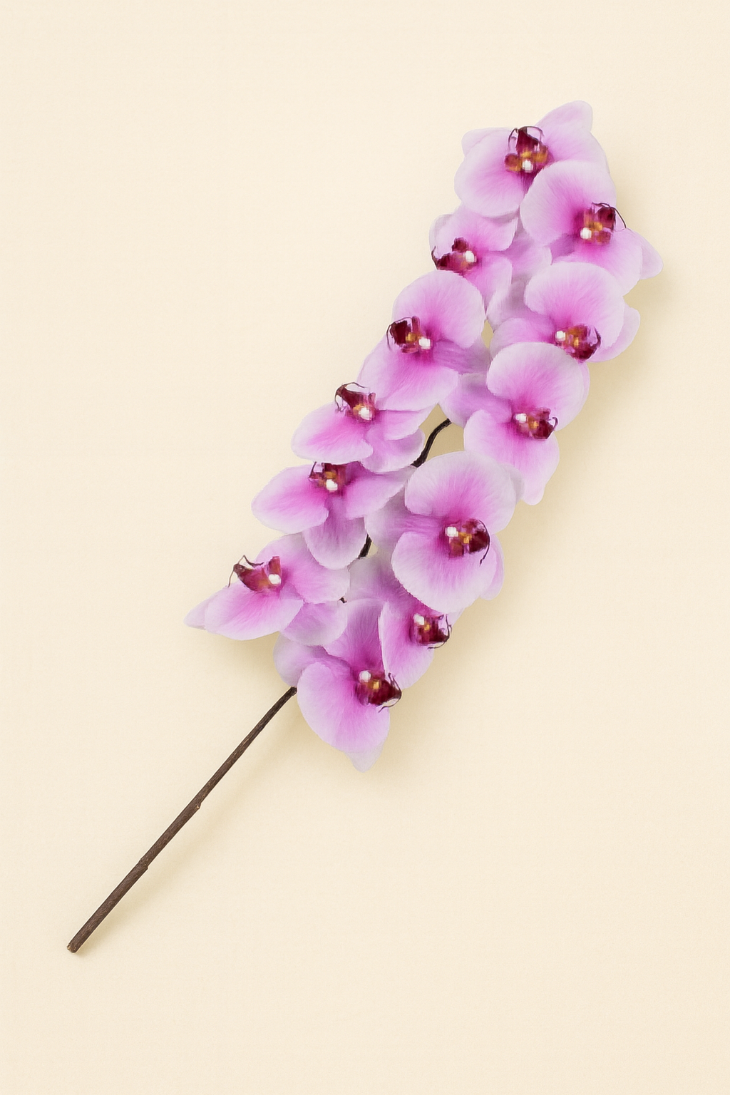 סחלב ורוד גבוה 110 ס"מ