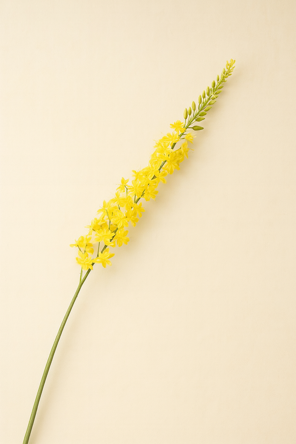 גבעול ארמורוס צהוב 107 ס"מ