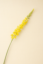 גבעול ארמורוס צהוב 107 ס"מ