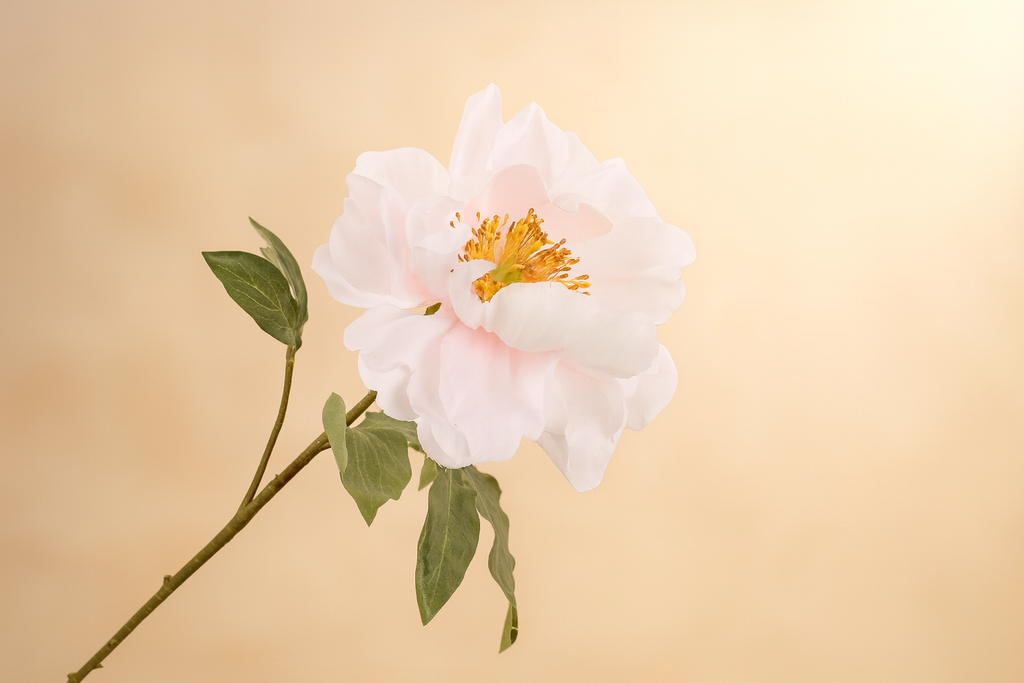 אדמונית פיוני לבן 52 ס"מ