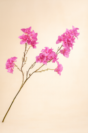 בוגנוויליה ורוד 104 ס"מ