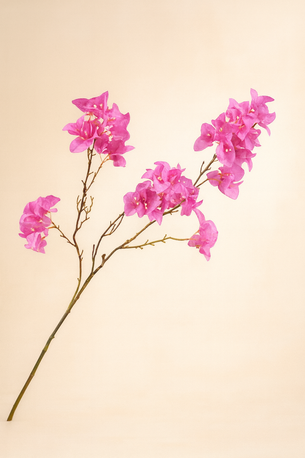 בוגנוויליה ורוד 104 ס"מ