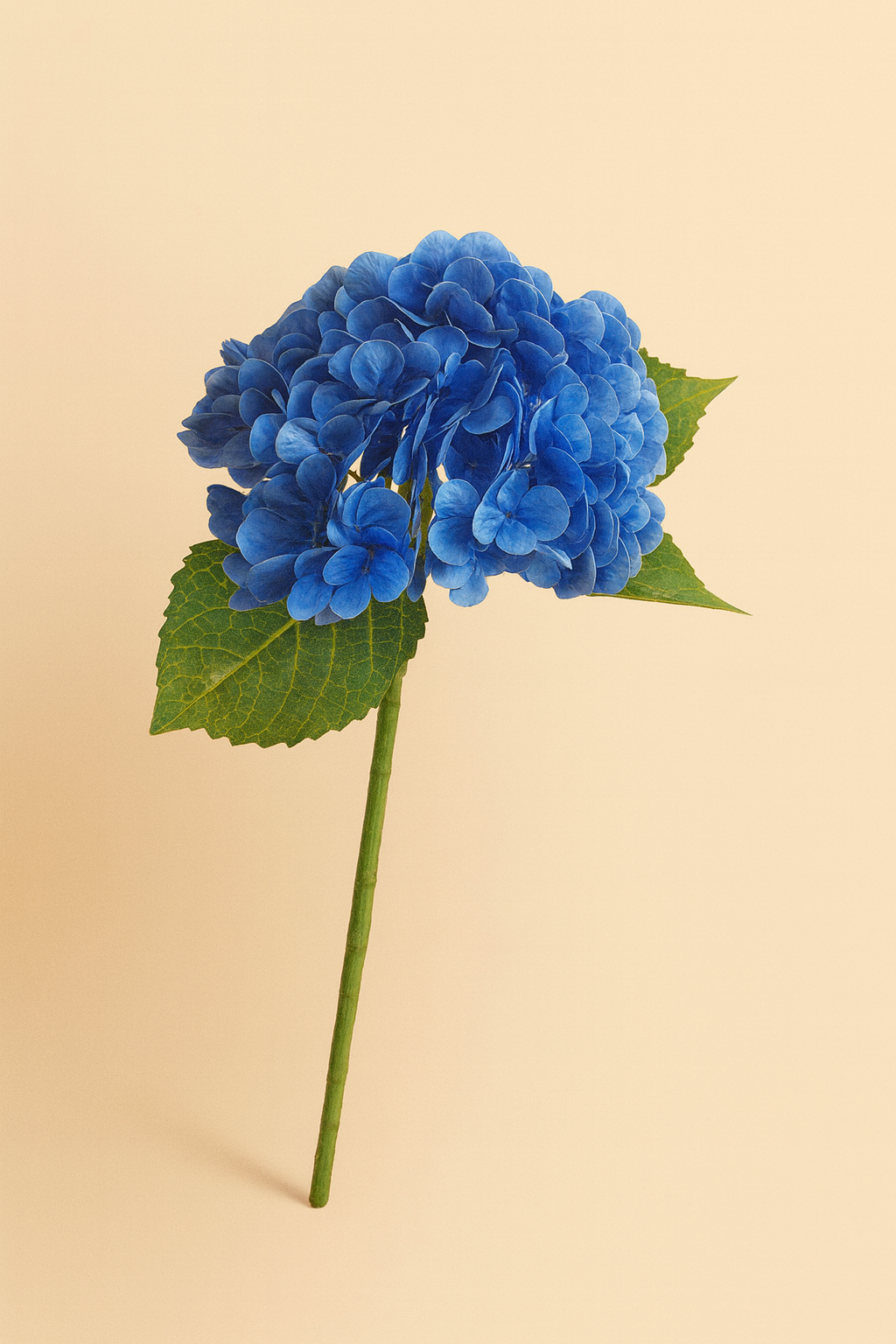 גבעול הורטנזיה כחול כהה 55 ס"מ