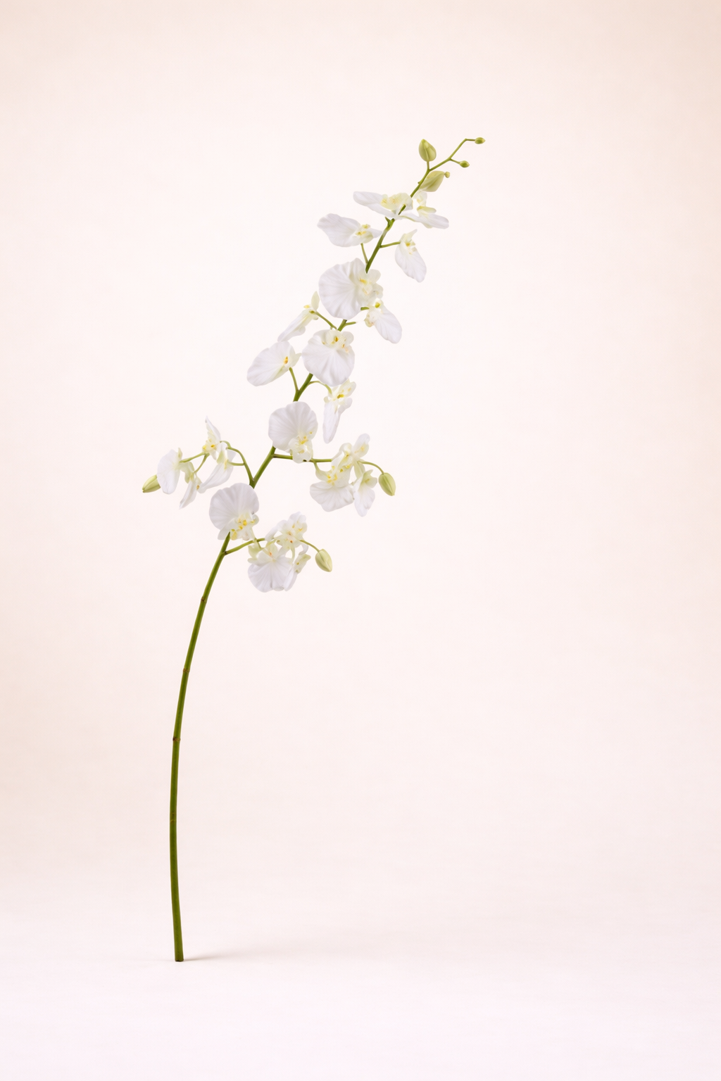 אנסודיום שמנת