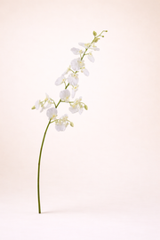 אנסודיום שמנת