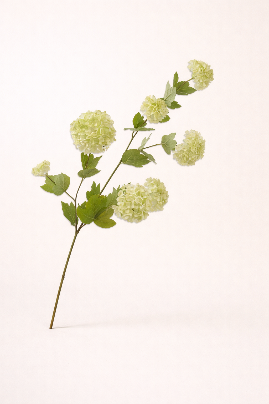 כדורי פריחה ירוקה - גדול