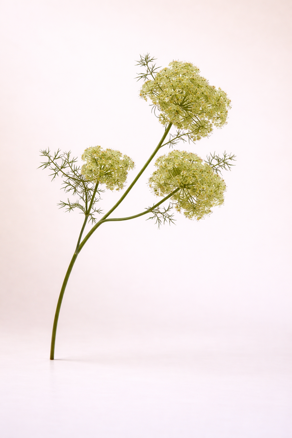 תחרת המלכה אן - ירוק