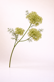 תחרת המלכה אן - ירוק