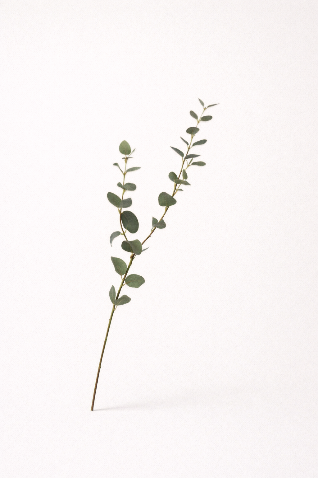 אקליפטוס ירוק אפור