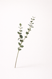 אקליפטוס ירוק אפור