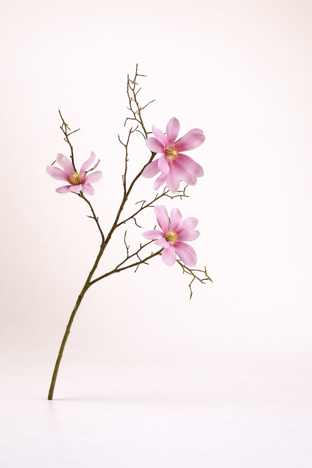 מגנוליה ורוד עז