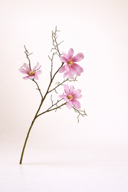 מגנוליה ורוד עז