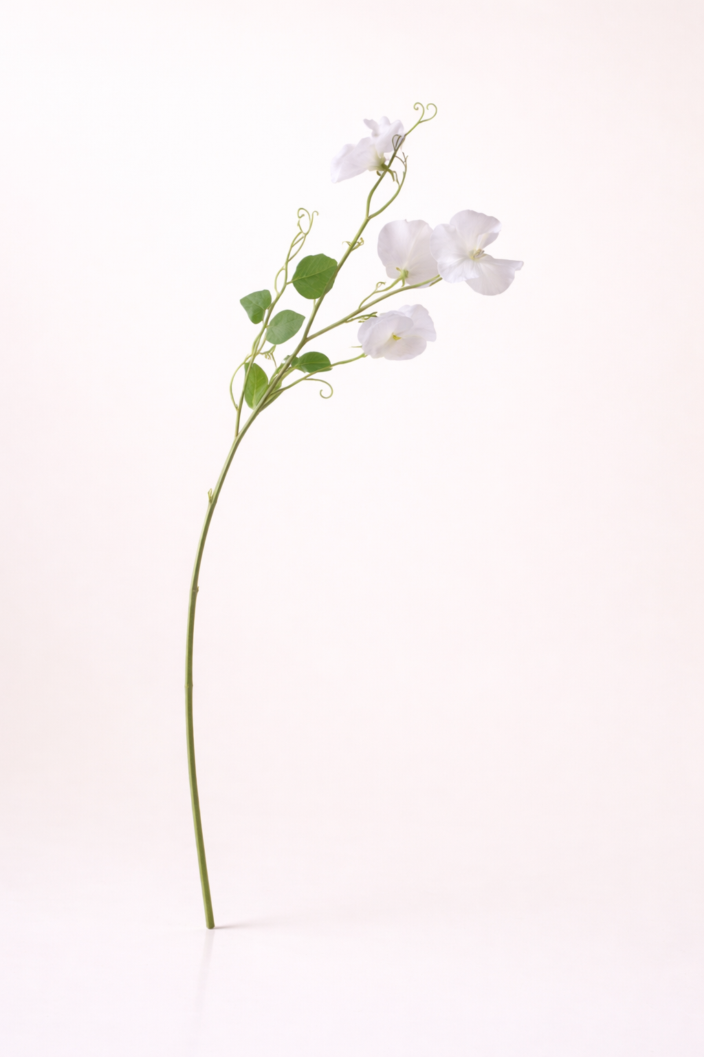 לתירוס שמנת