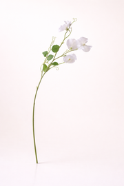 לתירוס שמנת