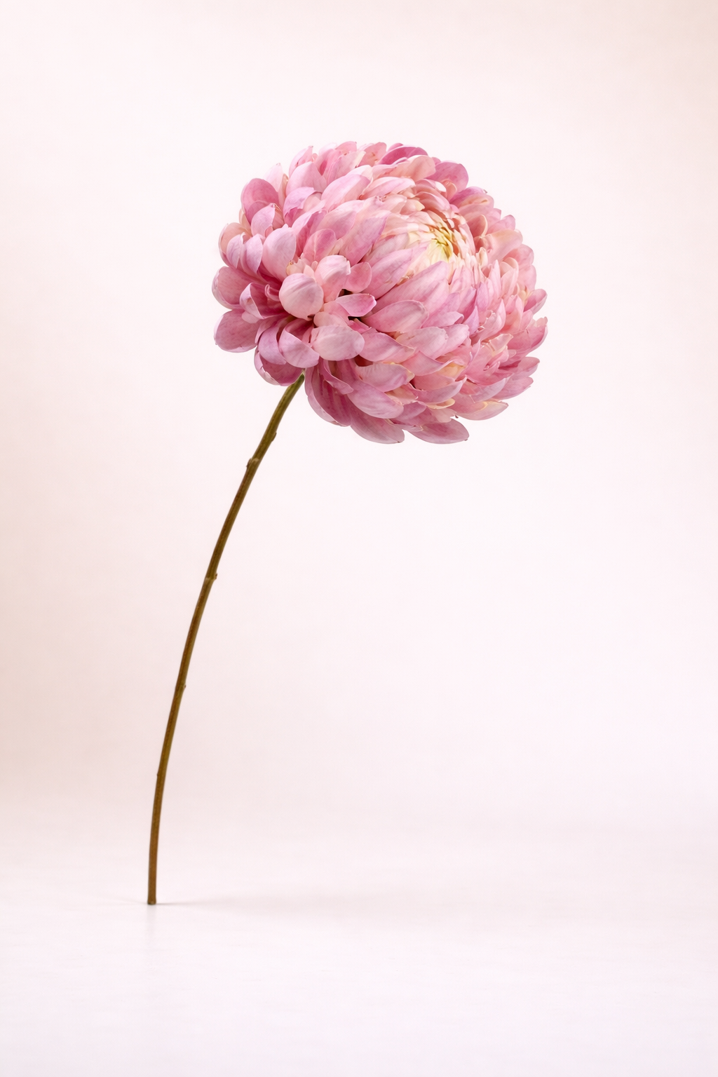 חרצית ורודה