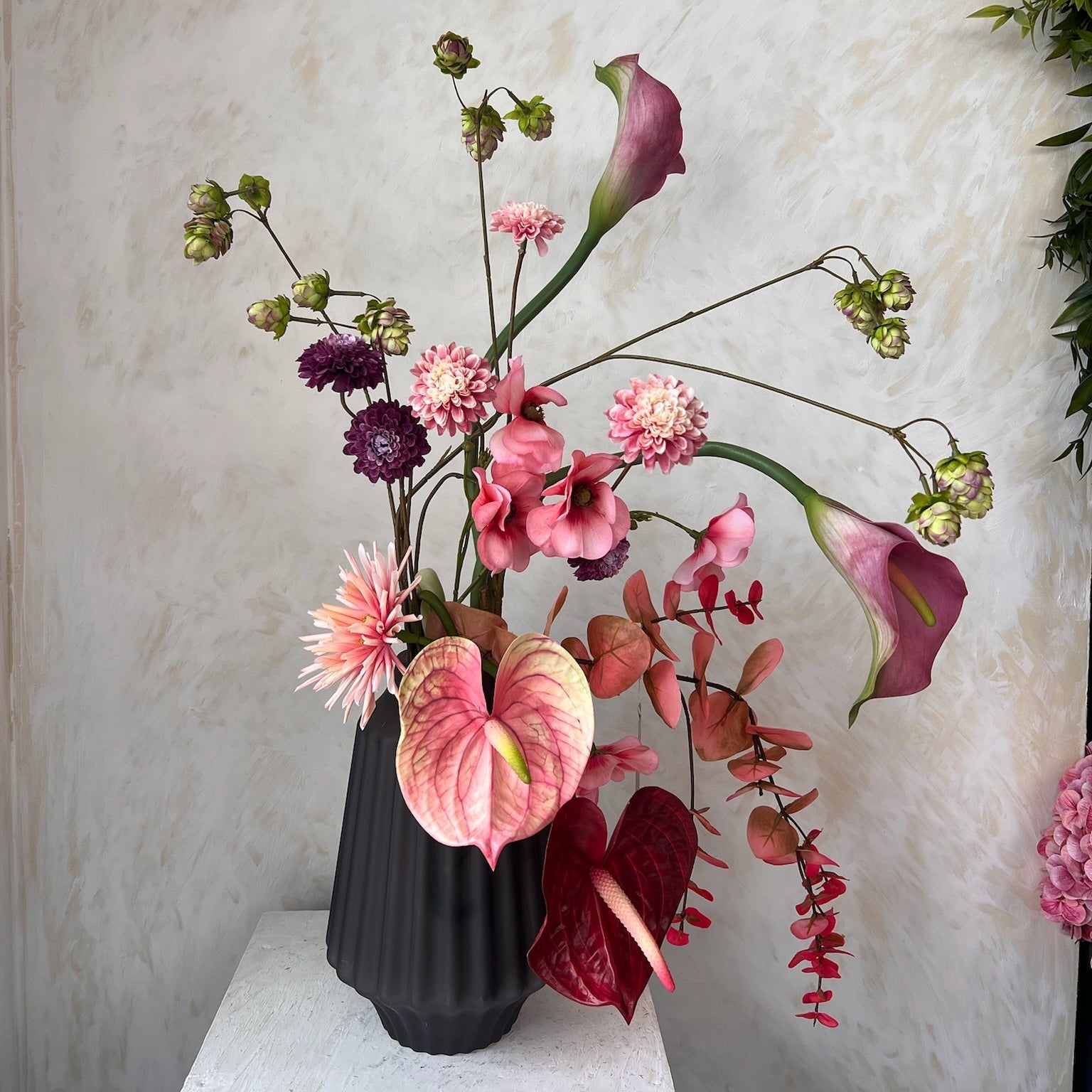 הרמוניה ורודה