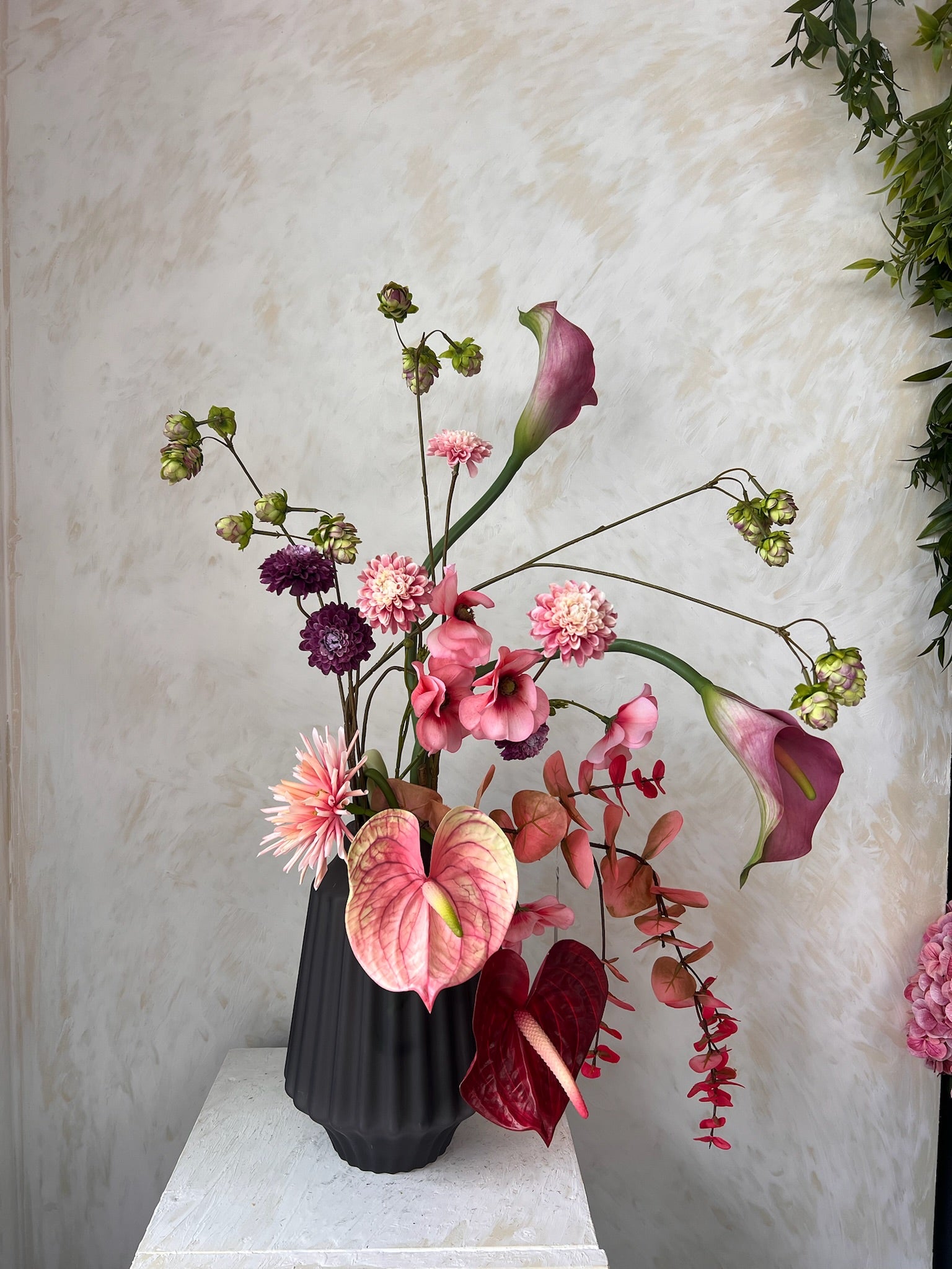 הרמוניה ורודה