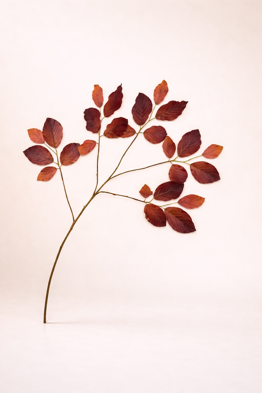 ענף עלים חומים