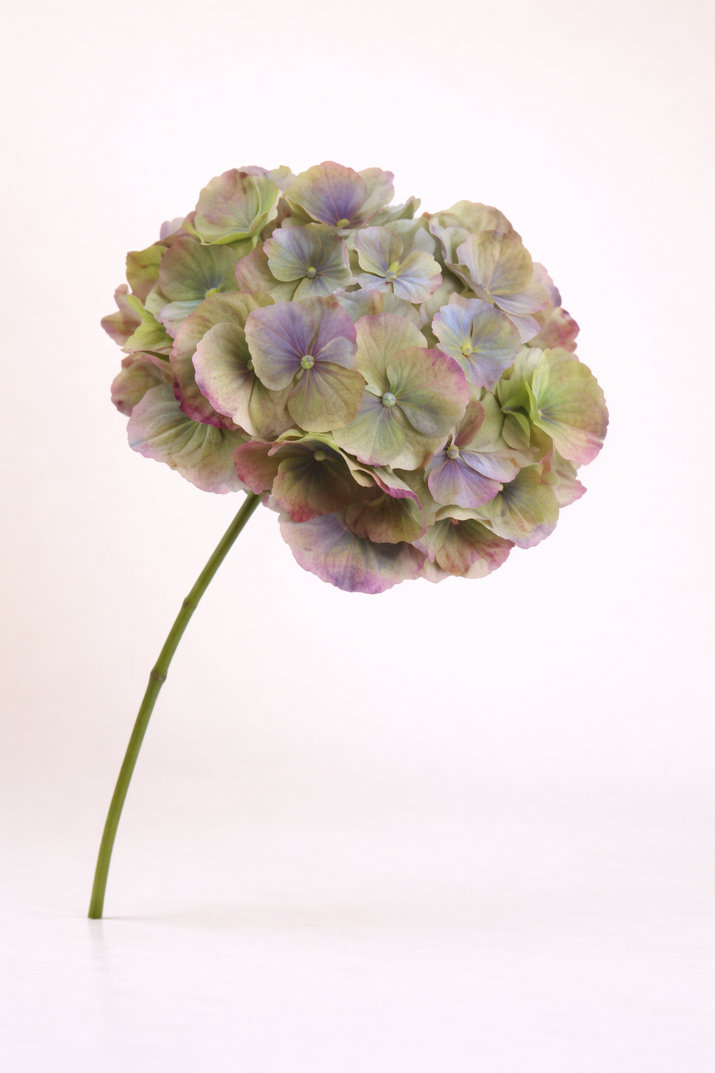 הורטנזיה ירוקה מגוונת