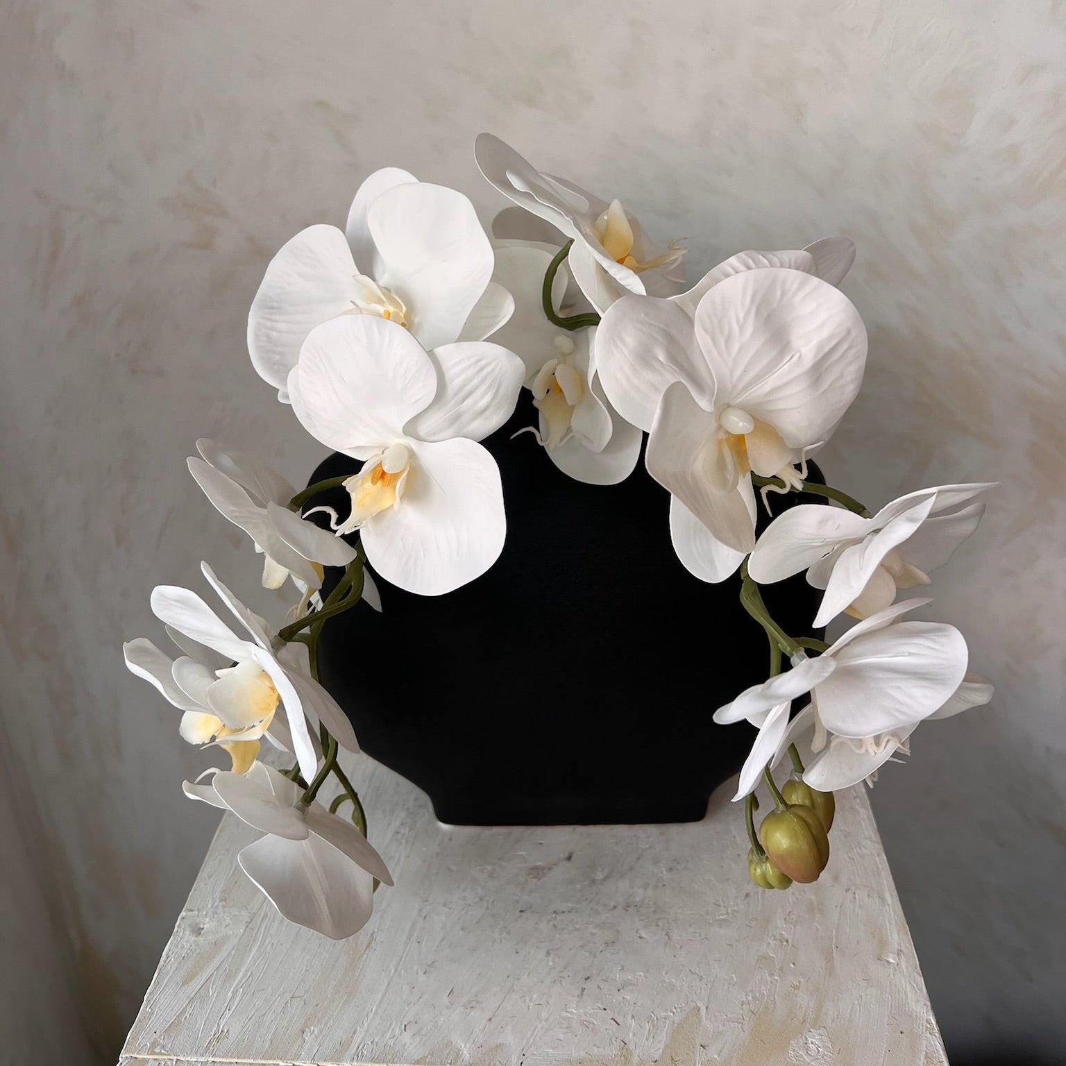 הילה של סחלבים