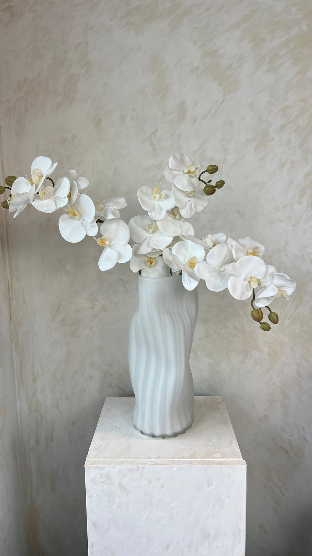 סידור סחלבים לבנים