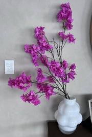 ‏ בוגנוויליות ורודות