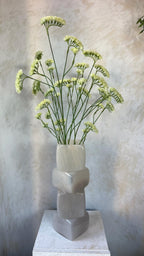 גבעול פריחה קרם