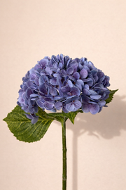 הורטנזיה סגול עתיק 55 ס״מ