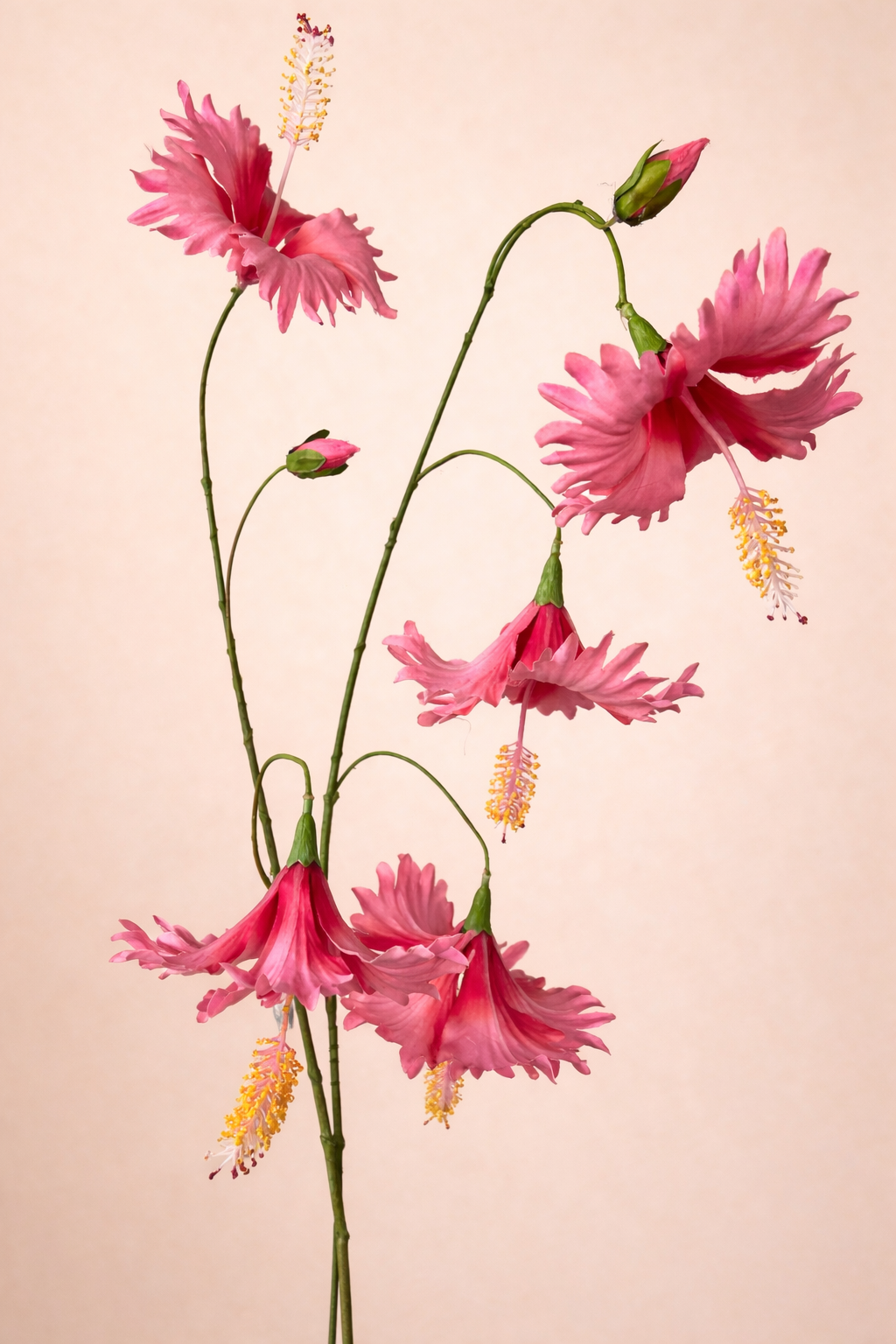 היביסקוס ורוד