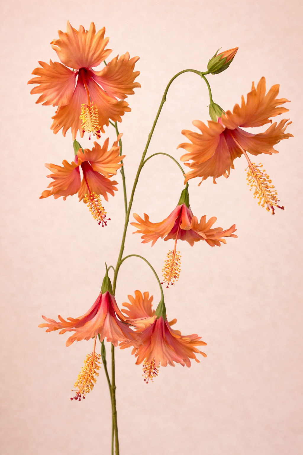 היביסקוס כתום 70 ס״מ