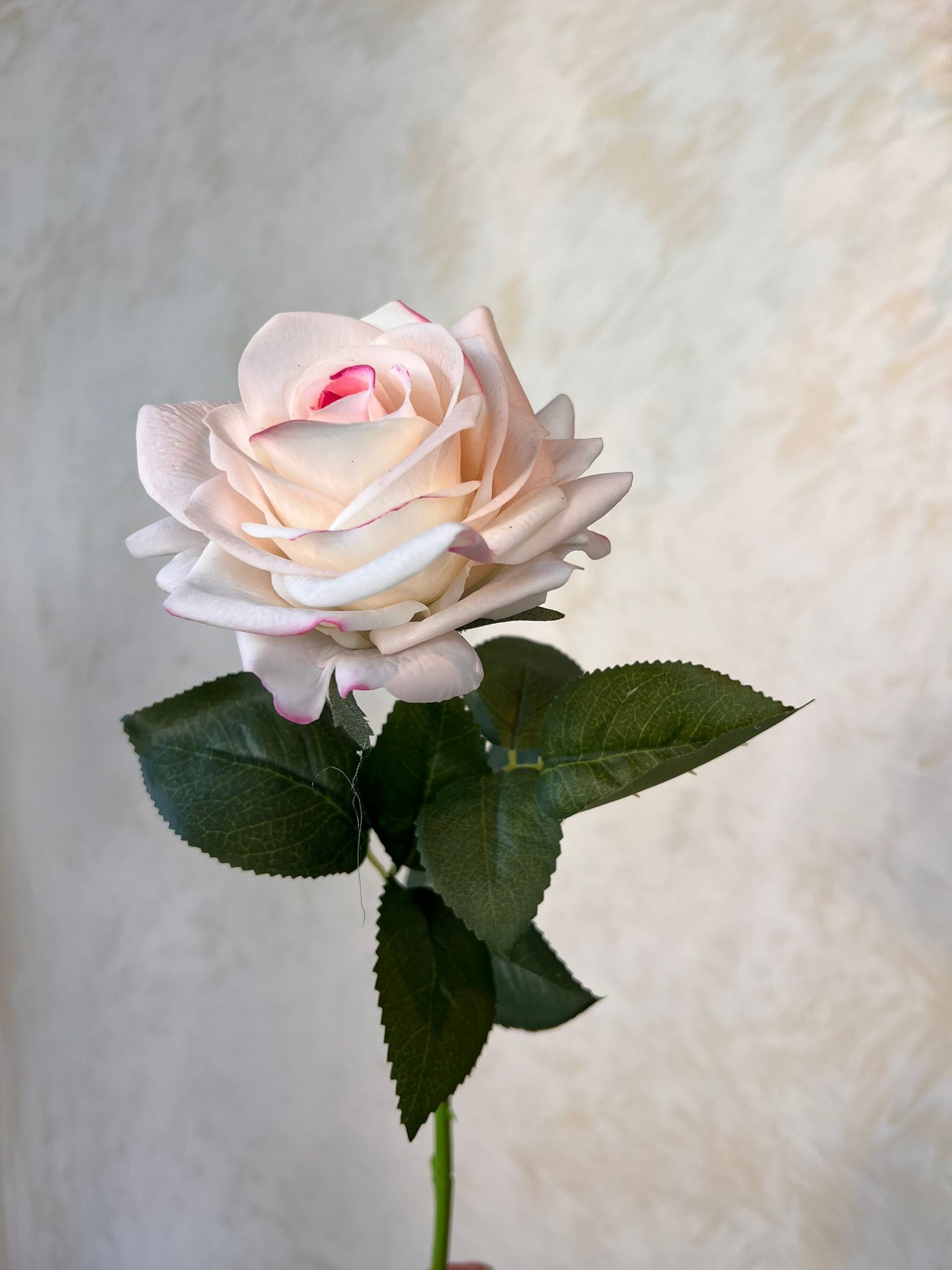 ורוד ורוד-לבן