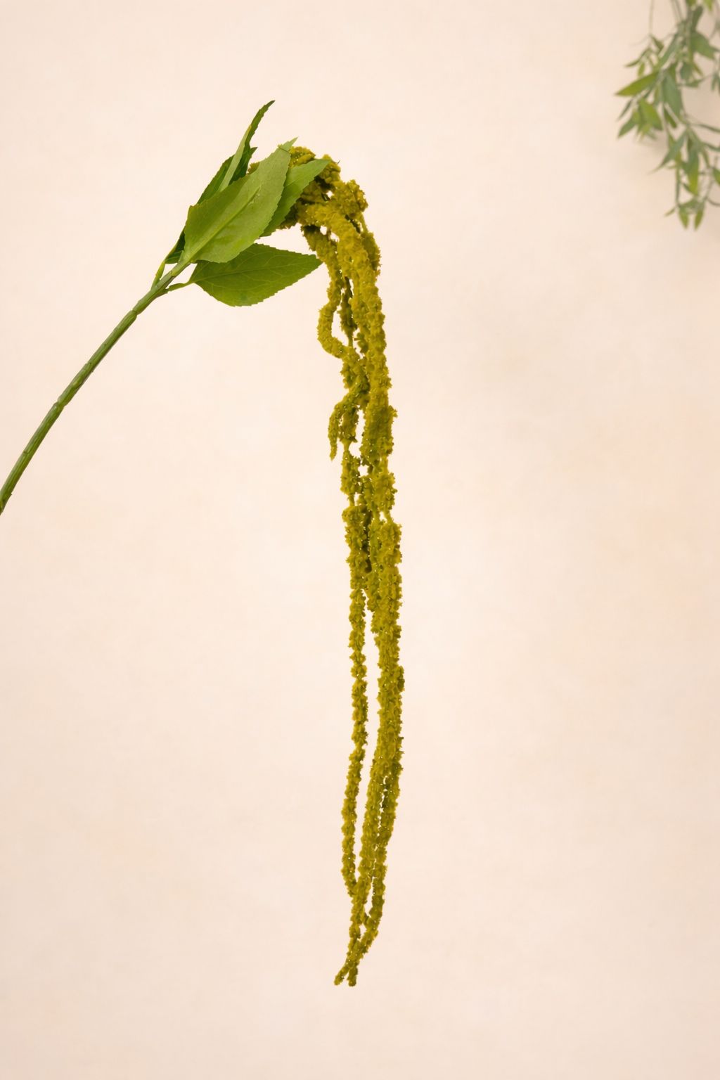 ענף נשפך ירוק