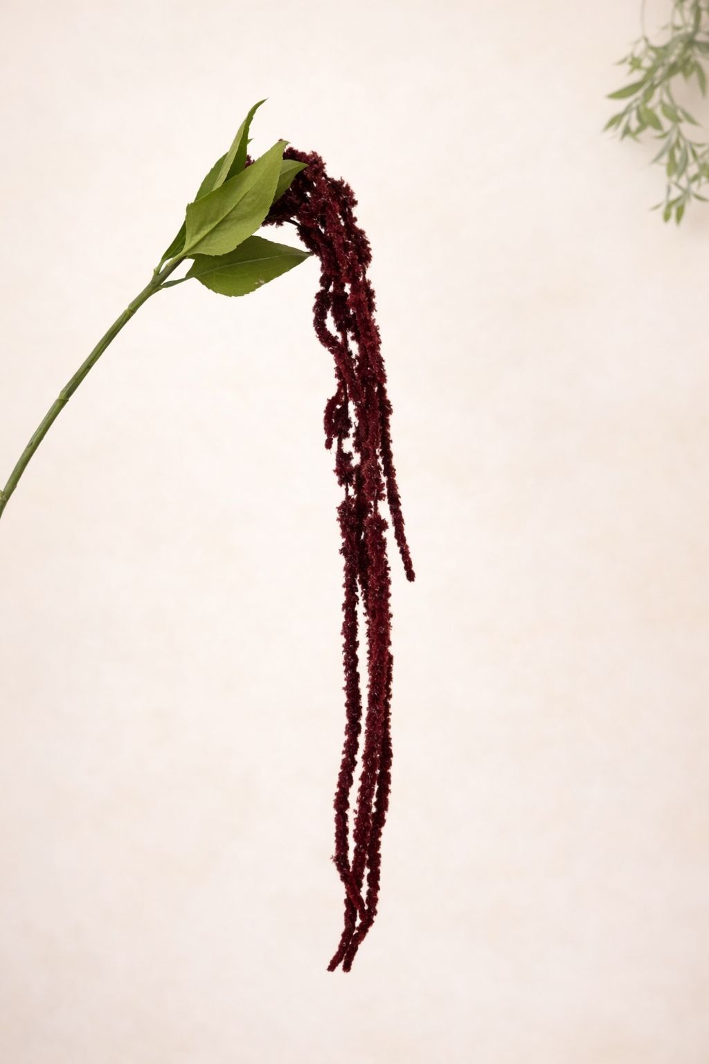 ענף נשפך בורדו