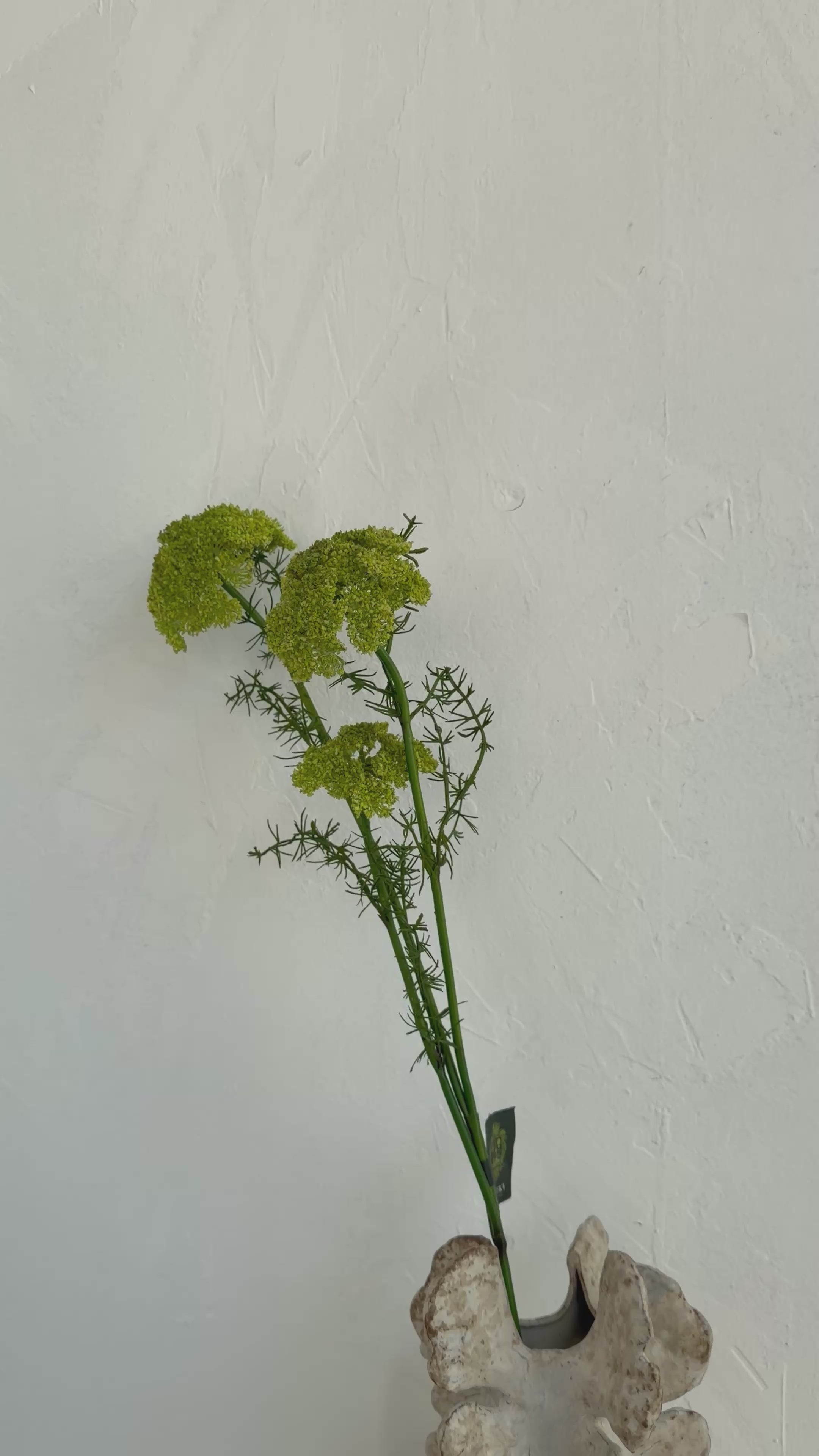 טען וידאו: המלכה אן - ירוק