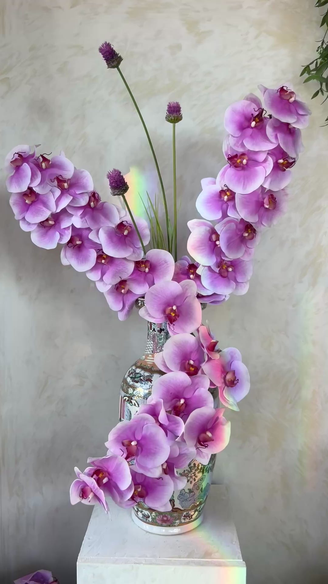 טען וידאו: חולם על סחלבים