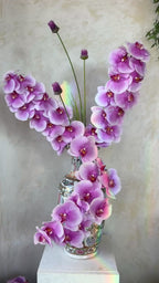 חולם על סחלבים