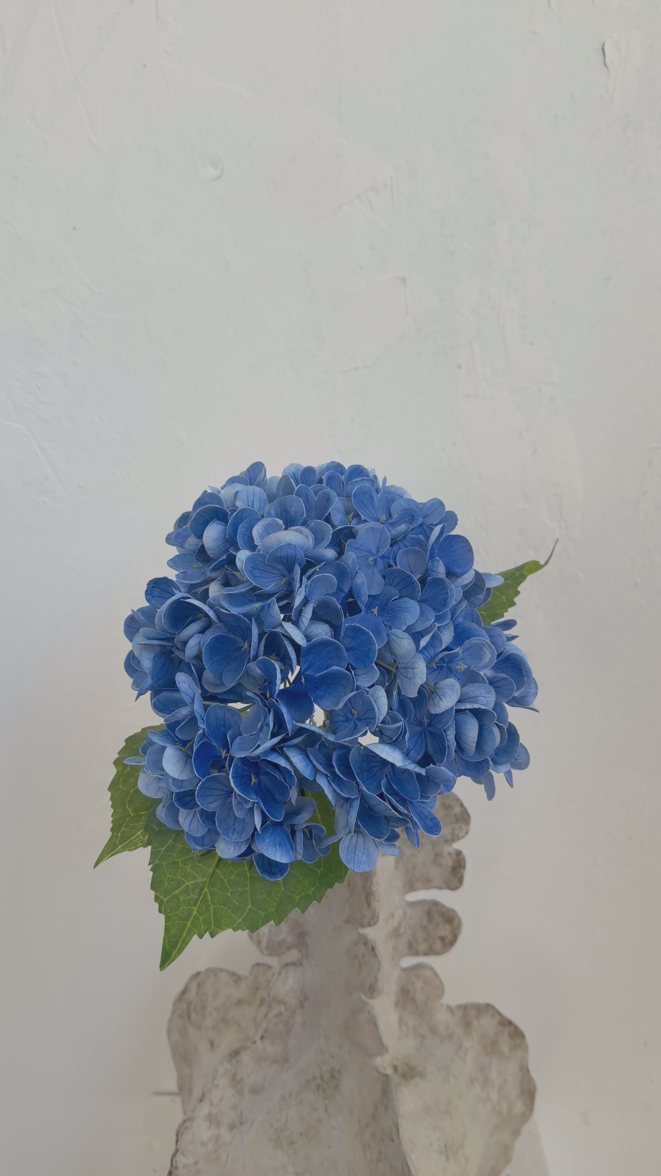 טען וידאו: גבעול הורטנזיה כחול כהה