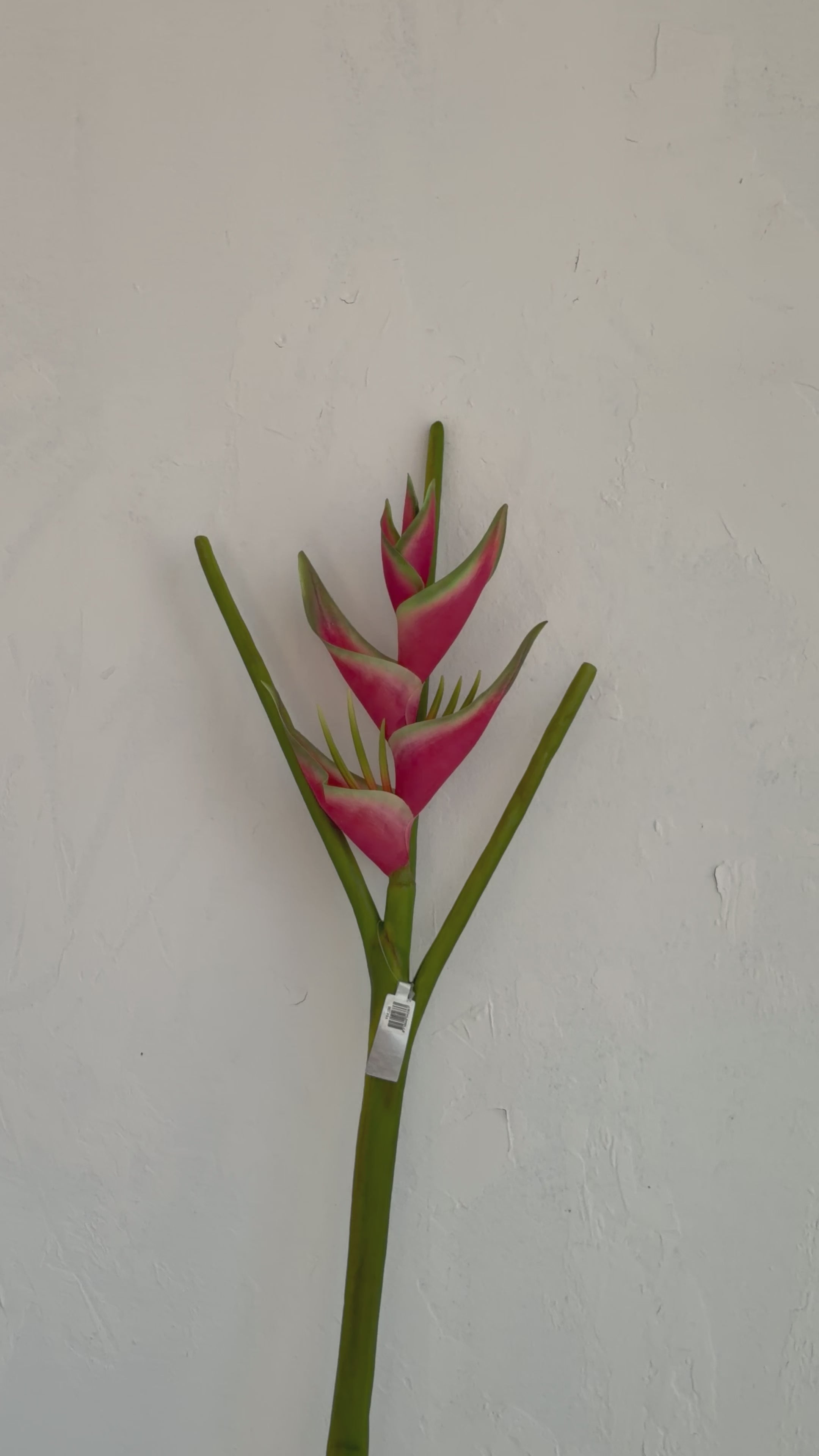 טען וידאו: הליקוניה ורודה