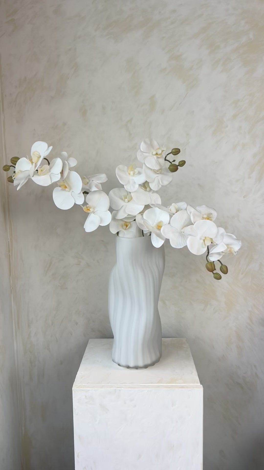 סידור סחלבים לבנים